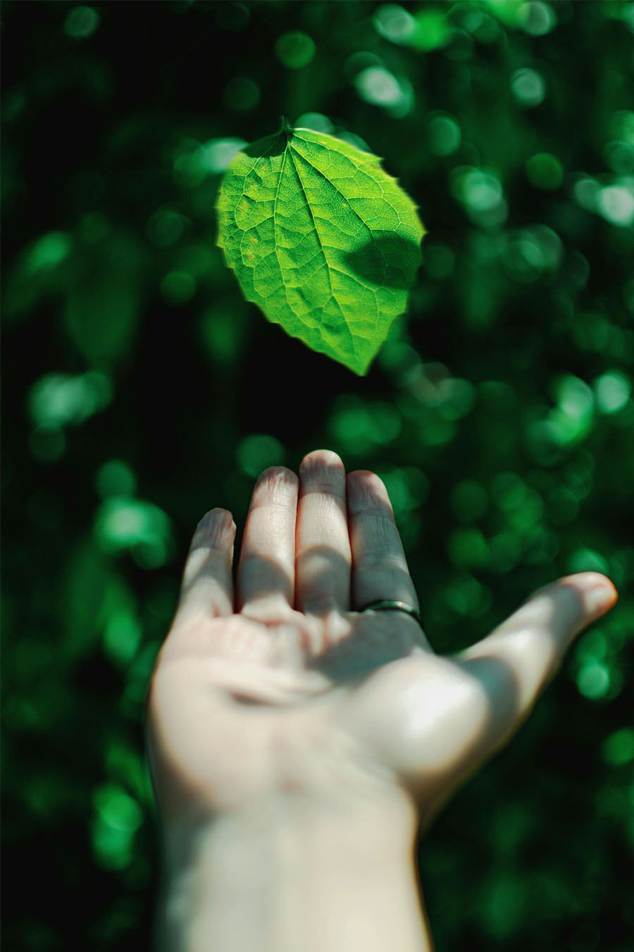 En hånd strekker seg mot et grønt blad i sollys, med fokus på natur og bærekraft. Bakgrunnen er fylt med uskarpe grønne blader, som symboliserer miljø og fornybarhet.